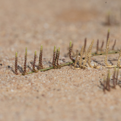 Eragrostis dielsii