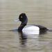 Lesser Scaup - Photo (c) Bill Bouton, some rights reserved (CC BY-SA)