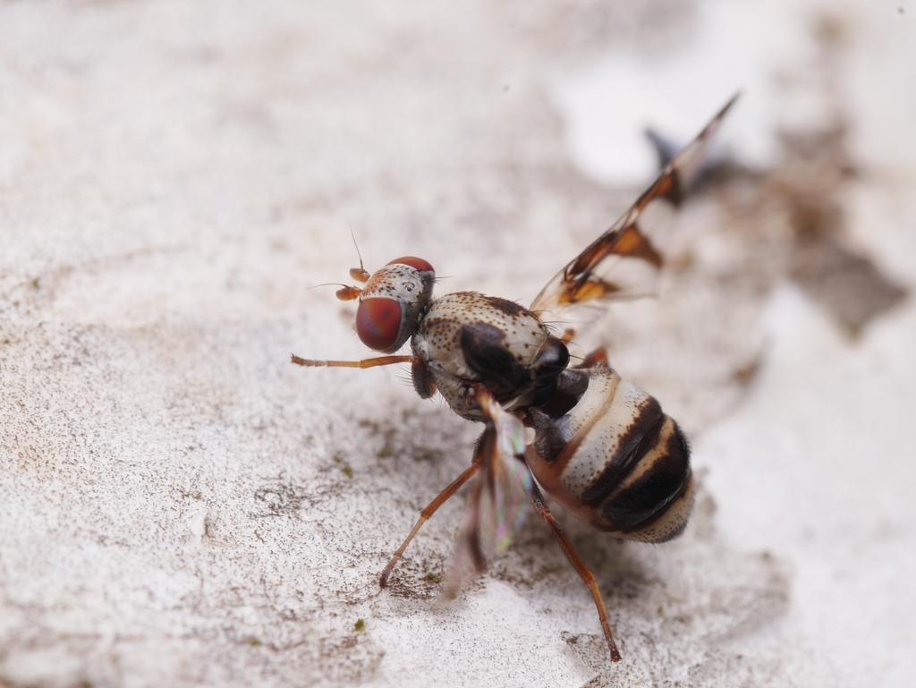 Myennis octopunctata