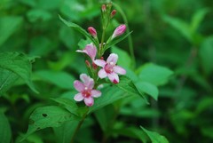 Weigela hortensis