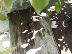 Cryptoblepharus renschi