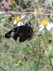 Chlosyne janais marianna