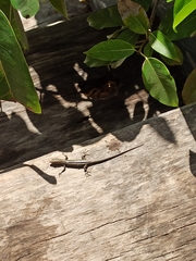 Cryptoblepharus renschi