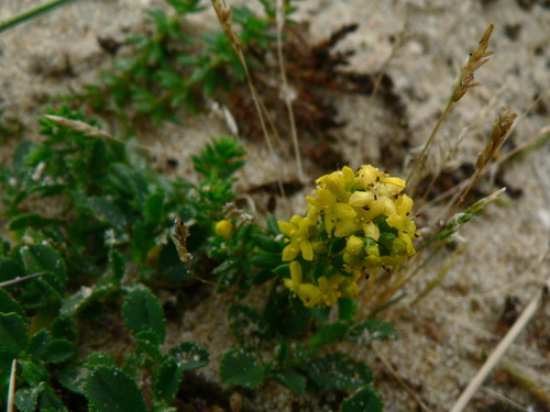 Image of Galium arenarium by (c) Yves Bas, some rights reserved (CC BY)