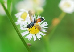 Cylindromyia brassicaria