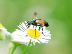 Cylindromyia brassicaria