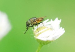 Stomorhina obsoleta