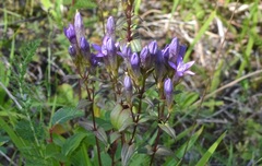 Gentianella germanica