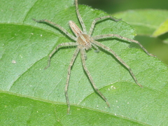 Heteropoda ocyalina