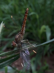 Brachythemis contaminata