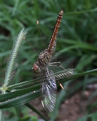 Brachythemis contaminata