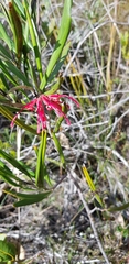 Grevillea oleoides