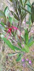 Grevillea oleoides
