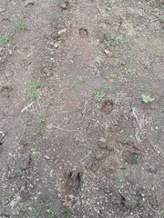 Cervus elaphus elaphus