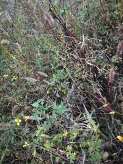 Gampsocleis sedakovii