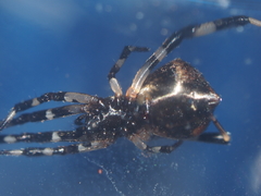 Episinus