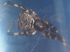 Episinus