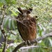 Tawny Fish-Owl - Photo (c) markus lilje, some rights reserved (CC BY-NC-ND), uploaded by markus lilje