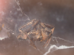 Episinus