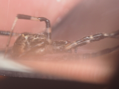 Episinus