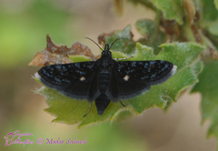 Heliothela wulfeniana