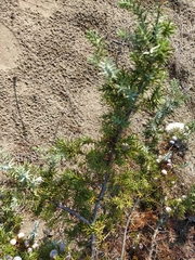 Juniperus