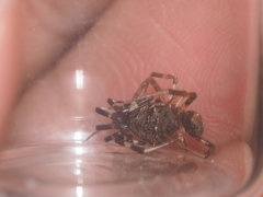 Episinus
