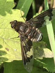 Exoprosopa pueblensis