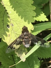 Exoprosopa pueblensis