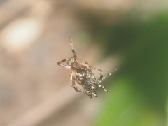 Episinus
