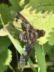 Exoprosopa pueblensis