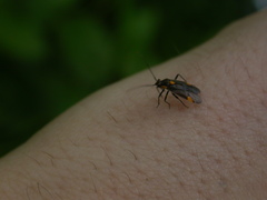 Capsodes flavomarginatus