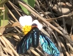 Cyananthrax cyanopterus