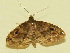 Melanomma auricinctaria