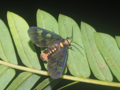 Eressa confinis