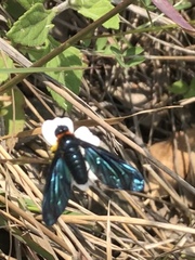 Cyananthrax cyanopterus