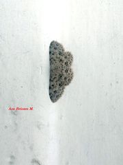 Scopula plantagenaria