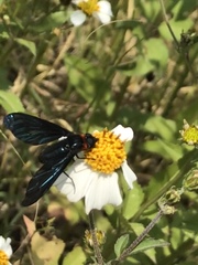 Cyananthrax cyanopterus