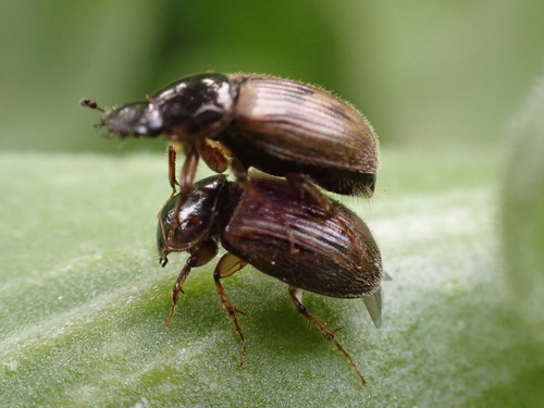 black-streaked dung beetle, photo 8 of 9