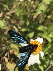 Cyananthrax cyanopterus