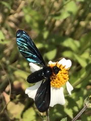 Cyananthrax cyanopterus