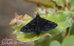 Heliothela wulfeniana