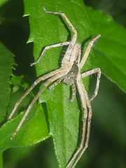 Heteropoda ocyalina