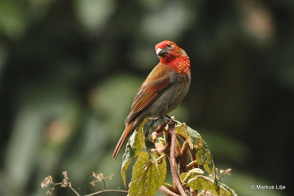 Crimson-browed Finch