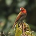 Crimson-browed Finch - Photo (c) markus lilje, some rights reserved (CC BY-NC-ND), uploaded by markus lilje