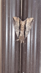Ercheia