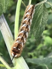 Apatelodes pudefacta