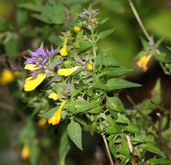 Melampyrum italicum
