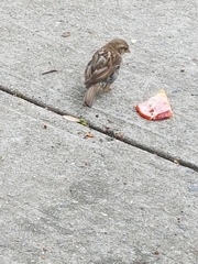 Passer domesticus domesticus