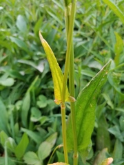 Rumex lapponicus